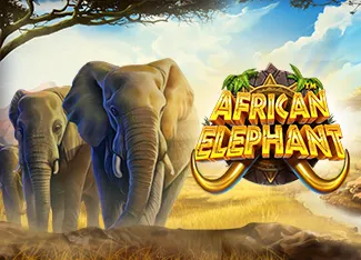 Pragmatic : African Elephant - MG138